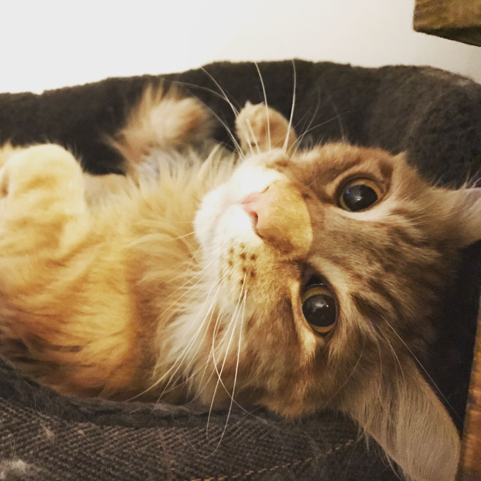 Apple iPhone 7 sample photo. Cat, chill, ginger, ginger photography