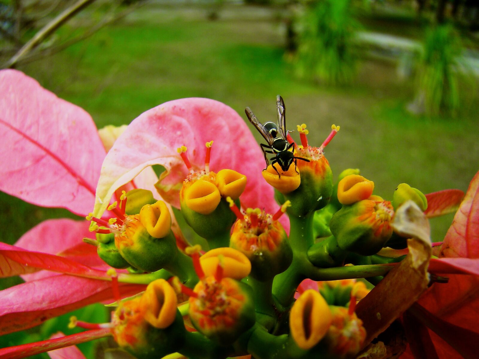 Sony DSC-H9 sample photo. Color, red, green photography
