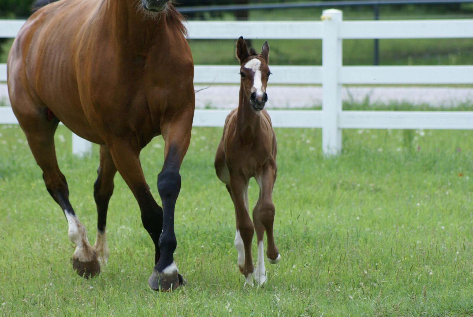 Sony Alpha DSLR-A100 sample photo. Mare and foal, mare photography
