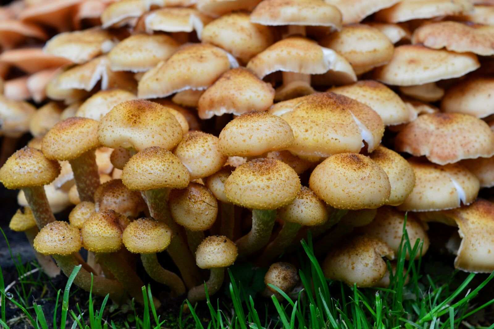 Nikon D3200 sample photo. Mushrooms, plant, grass photography