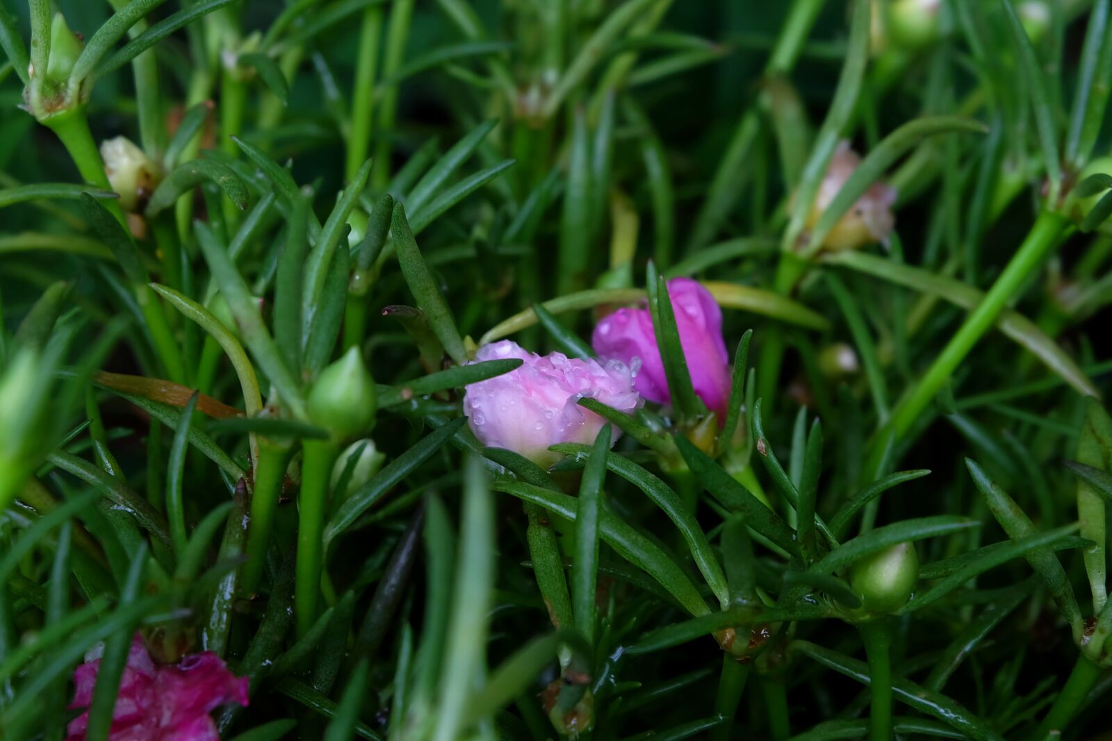 Fujifilm X-A2 sample photo. Portulaca oleracea, flowers, pink photography