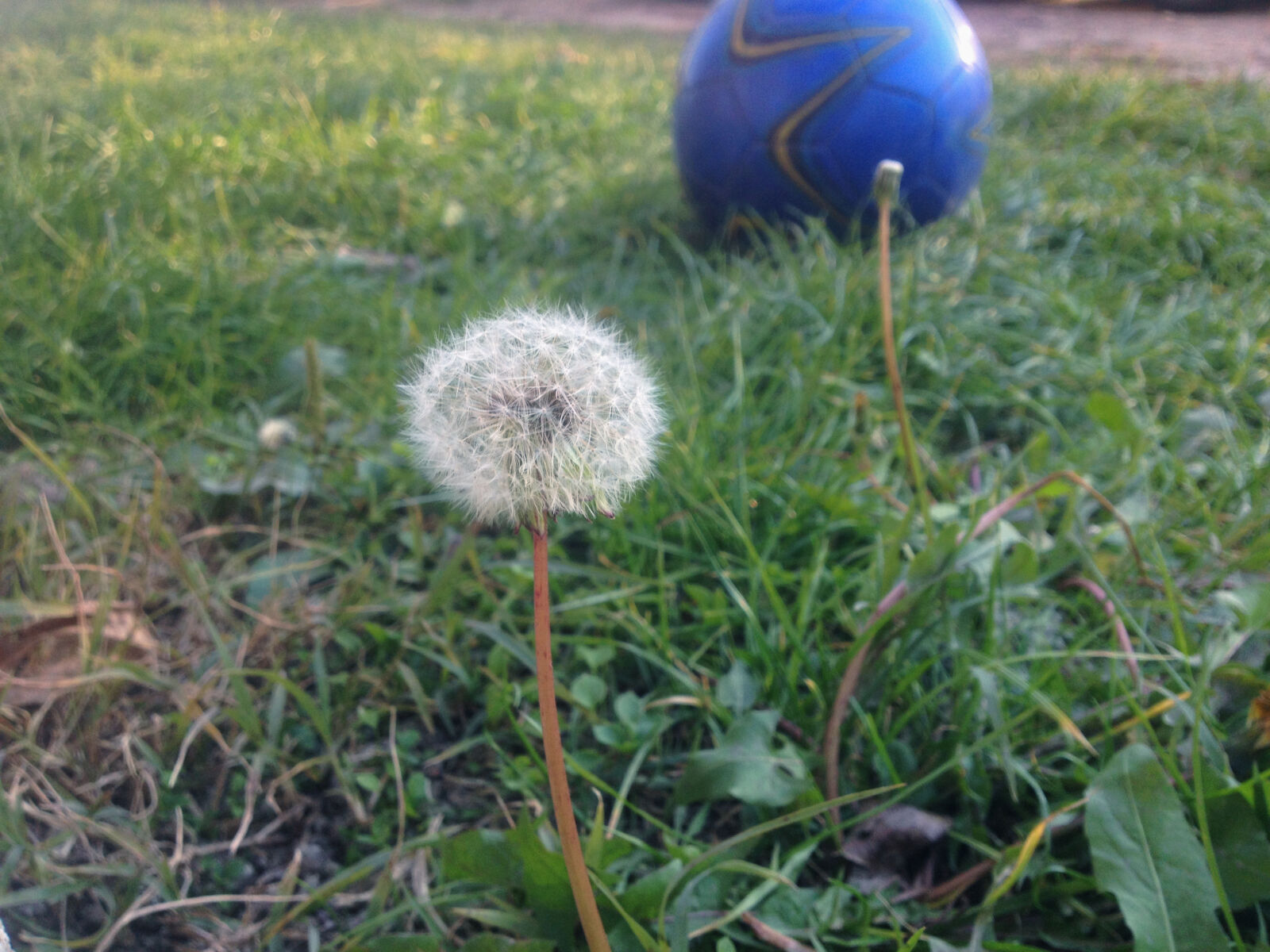 iPhone 4S back camera 4.28mm f/2.4 sample photo. Ball, dandelion, football, landscape photography