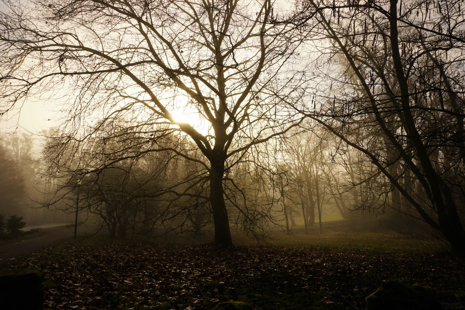Sony a6000 sample photo. Sun, fog, tree photography