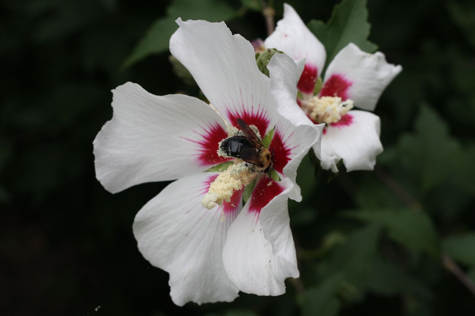 Canon EOS 40D sample photo. Bees, flower, bee photography