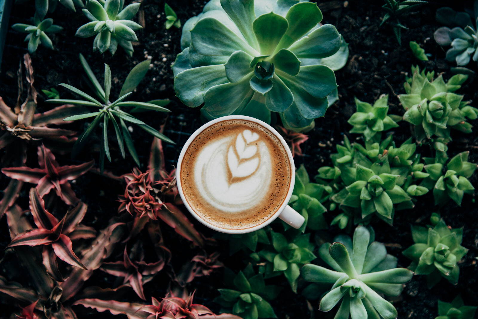 Canon EF 24-70mm F2.8L II USM sample photo. Beautiful, botanical, coffee, decoration photography