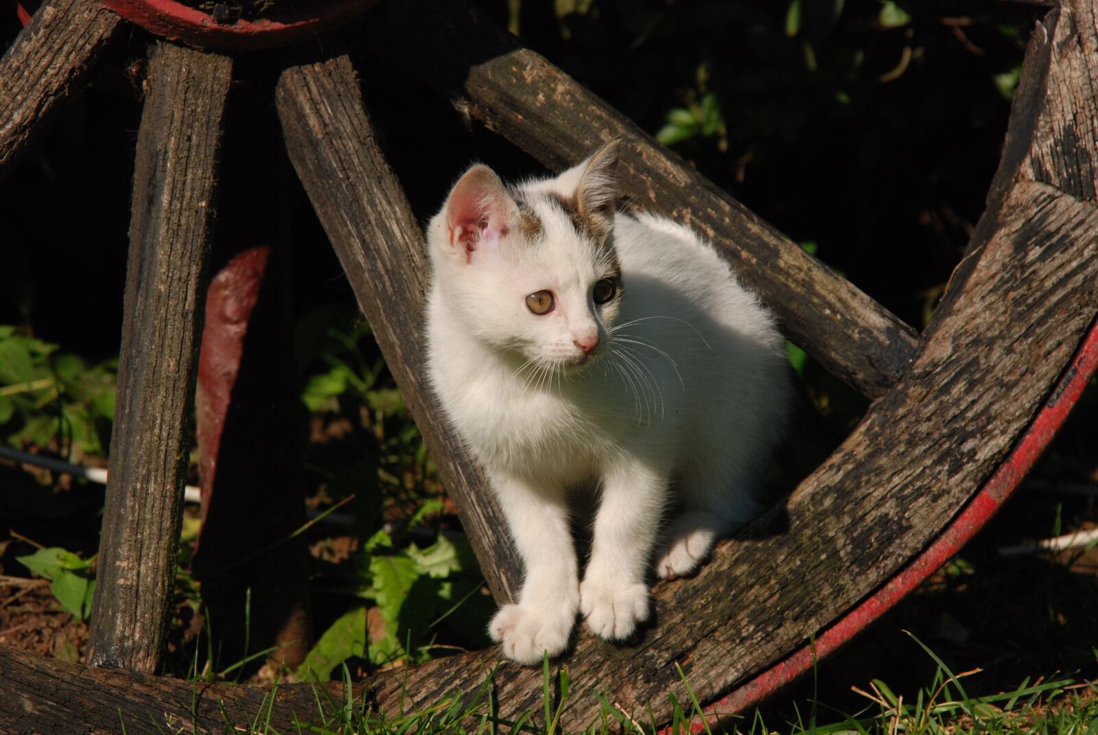Nikon D80 sample photo. Cat, kitten, white photography