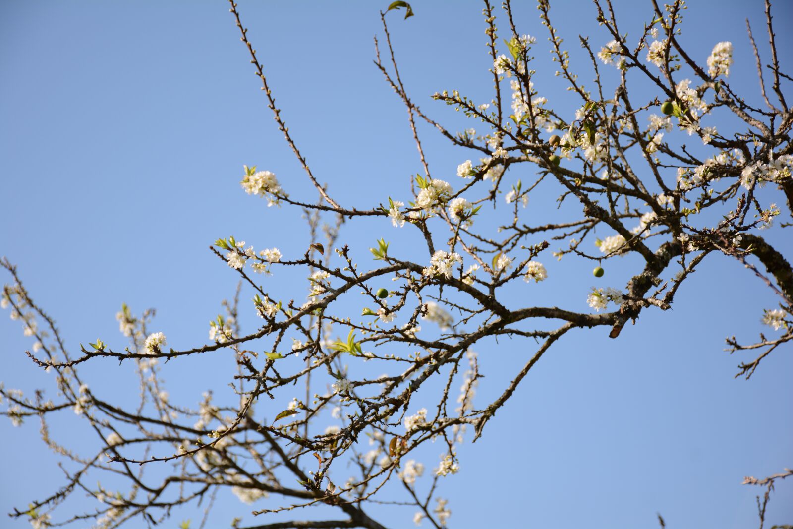Nikon D7100 sample photo. Plum flower, background, blue photography