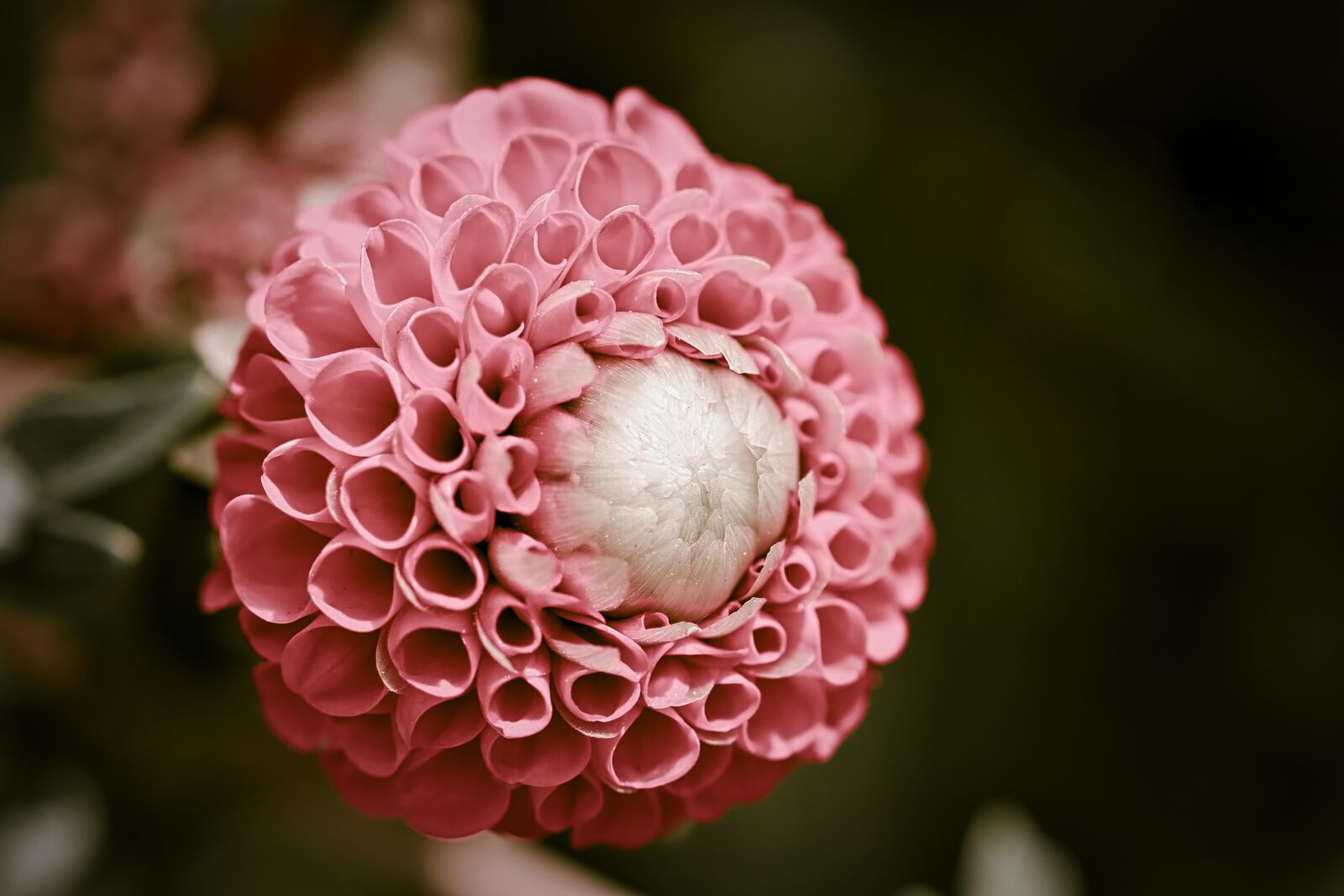 Canon EOS 200D (EOS Rebel SL2 / EOS Kiss X9) sample photo. Dahlia, flower, blossom photography