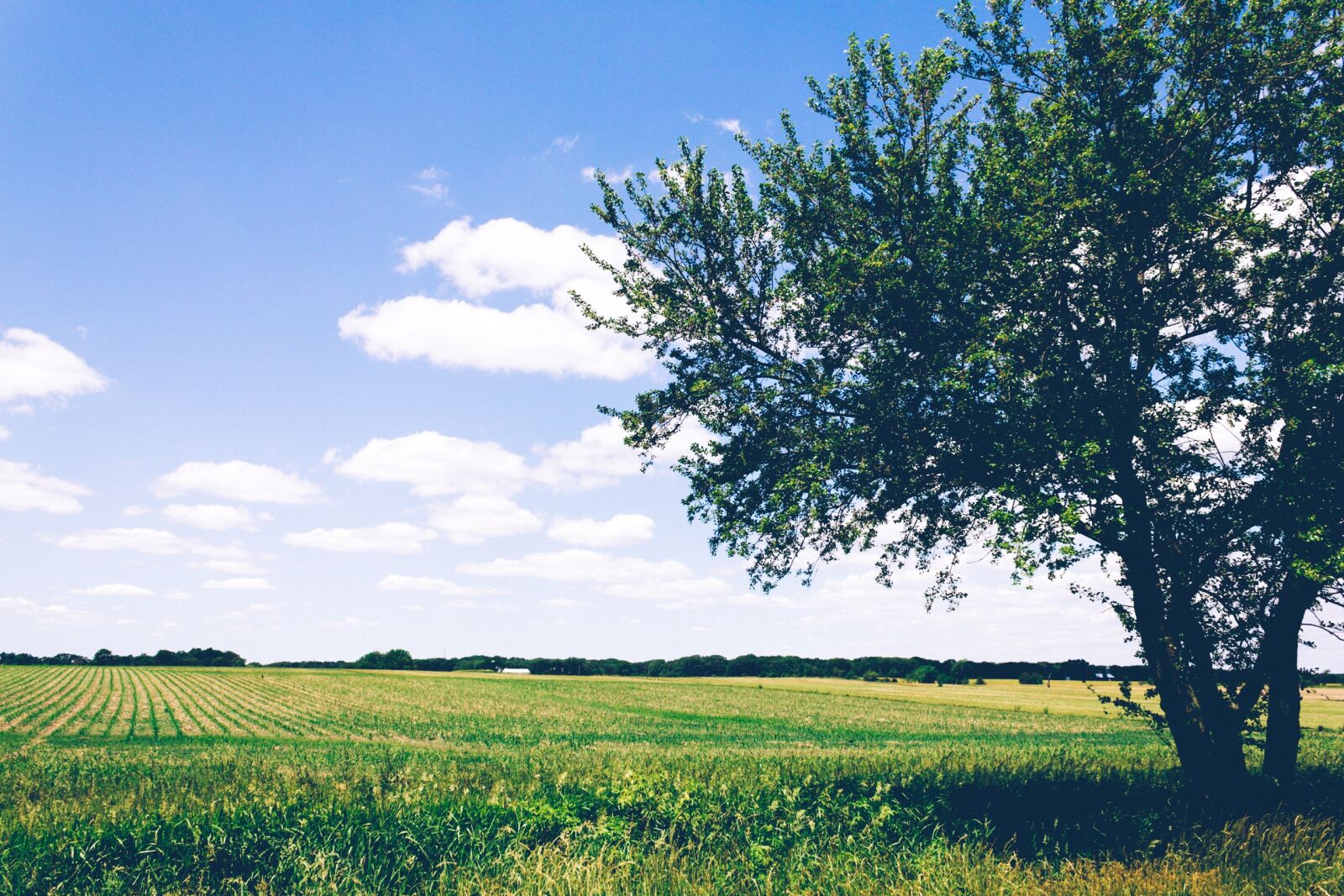 Canon EOS 550D (EOS Rebel T2i / EOS Kiss X4) sample photo. Green, grass, crops photography