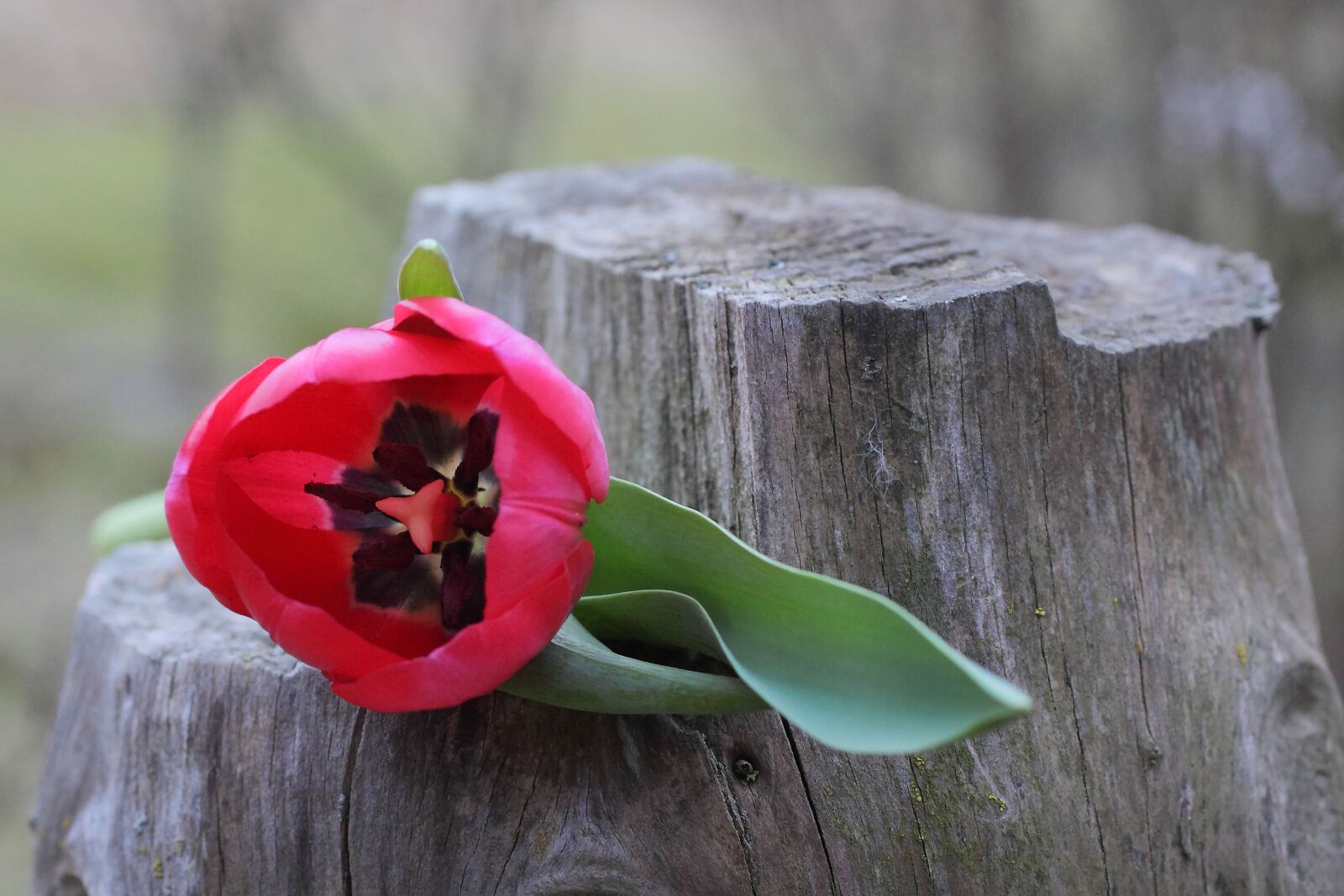 Canon EOS 50D sample photo. Tulip, flower, spring photography