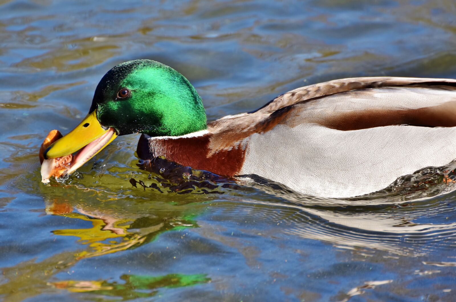 Nikon D7200 sample photo. Mallard, duck, water bird photography