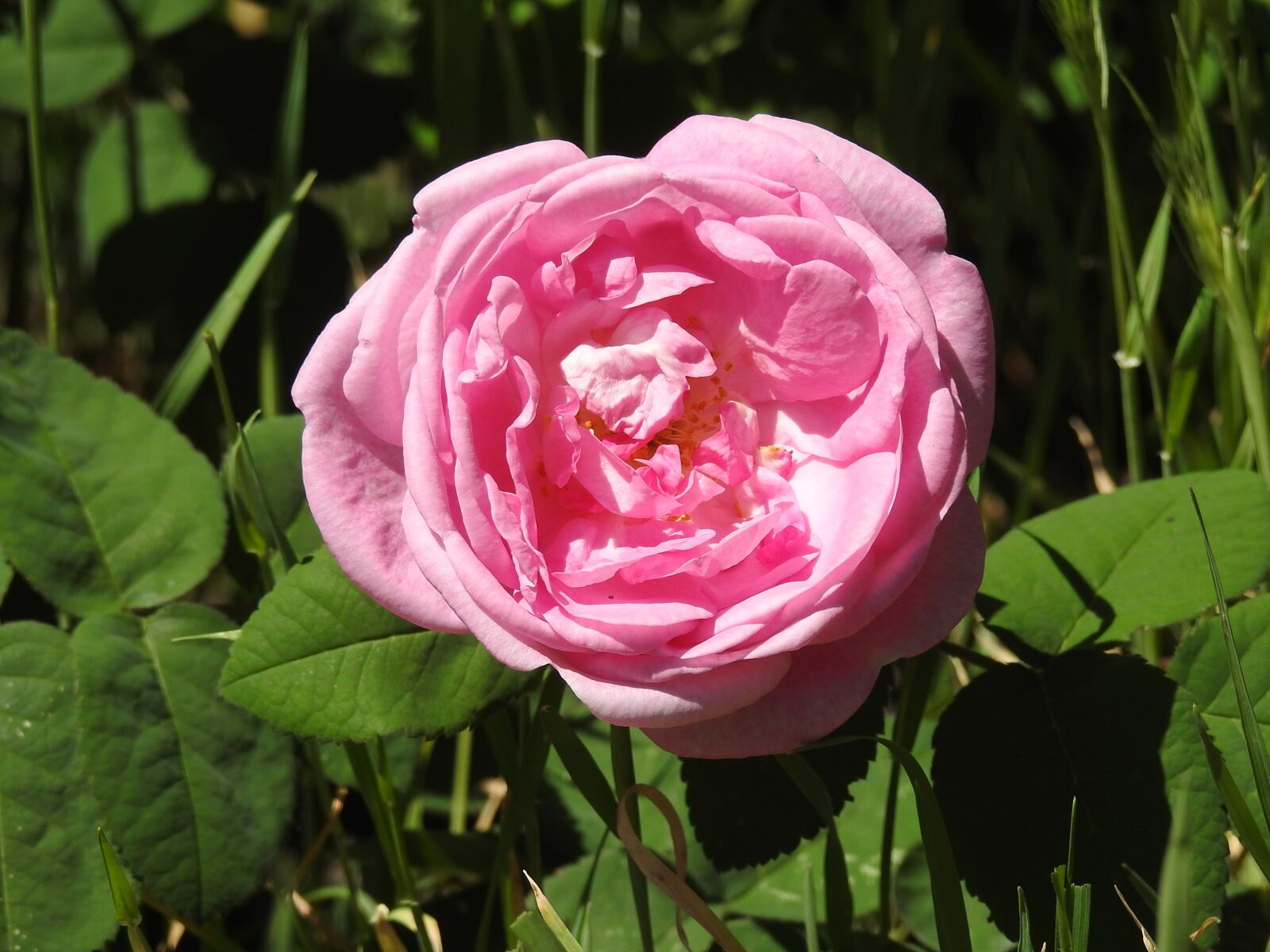 Nikon Coolpix P900 sample photo. Tea rose, rose, red photography