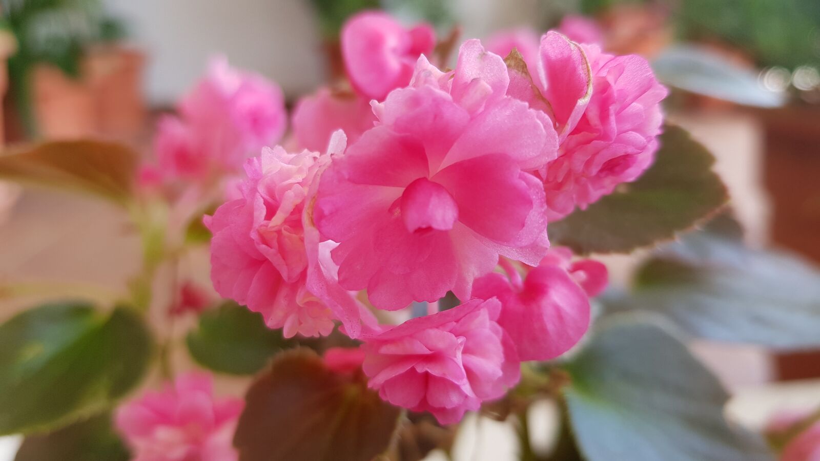 Samsung Galaxy S8 sample photo. Flowers, plants garden, rosa photography