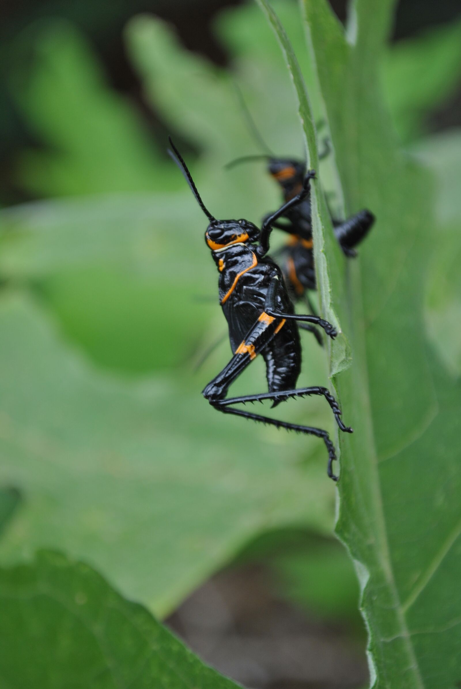 Nikon D3000 sample photo. Chapulin, grasshopper, insects photography