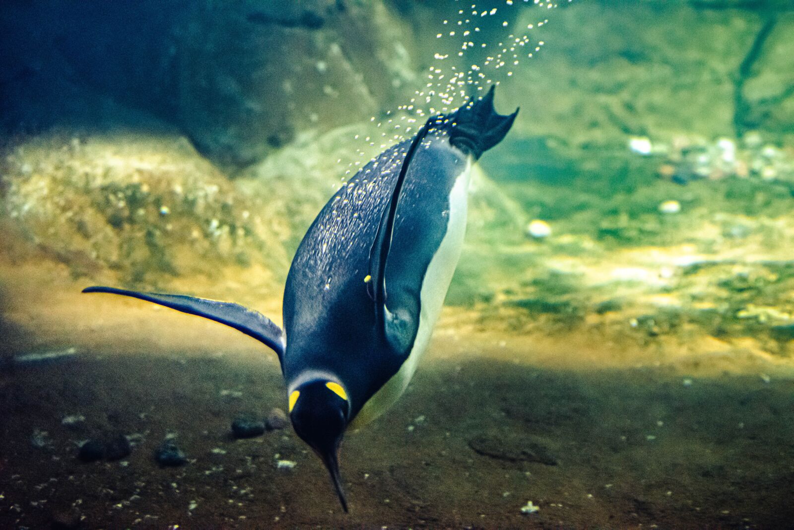 Nikon D810 sample photo. Penguin, dive, underwater photography