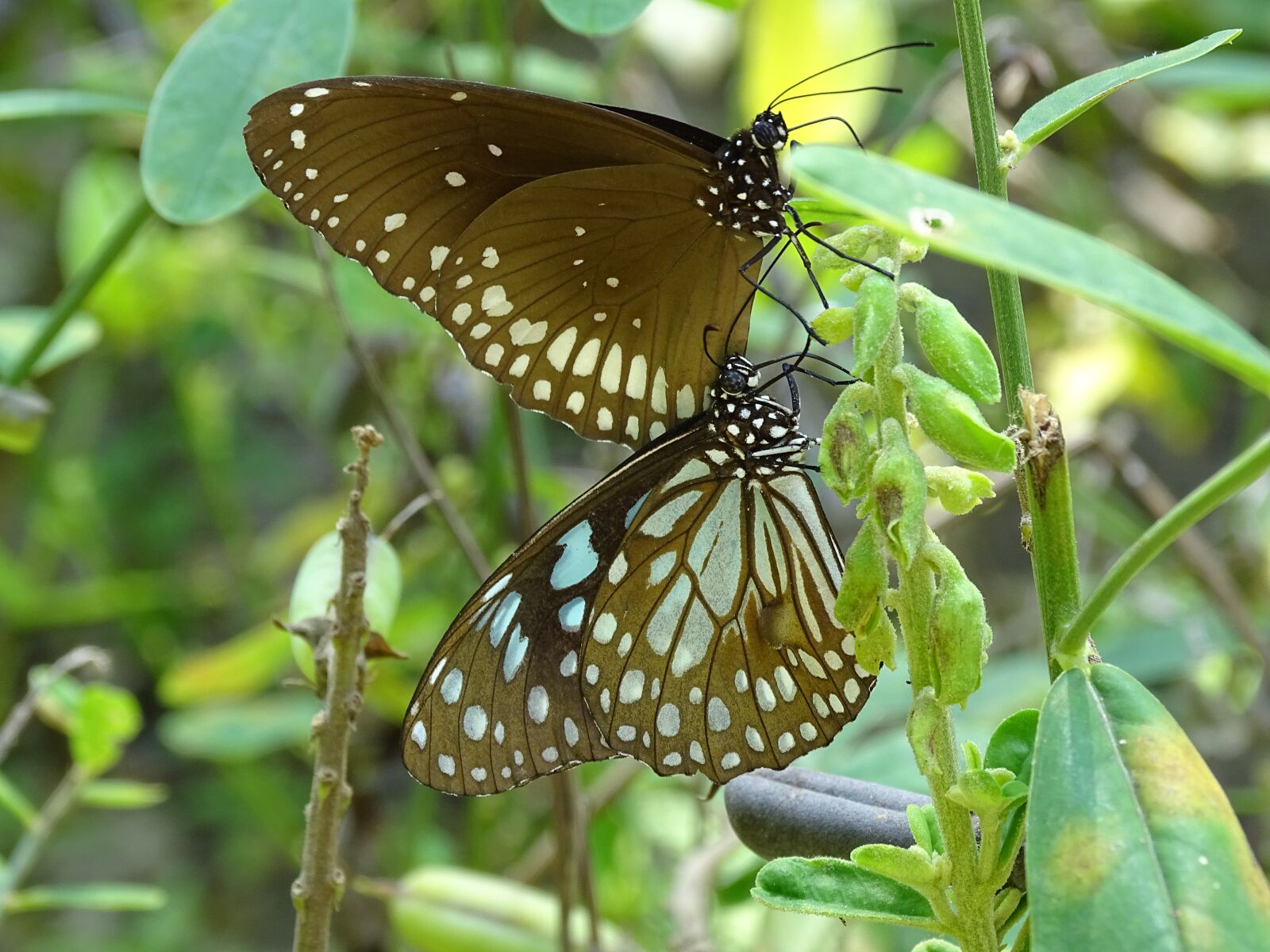 Sony Cyber-shot DSC-HX400V sample photo. Butterfly, kerala, india photography