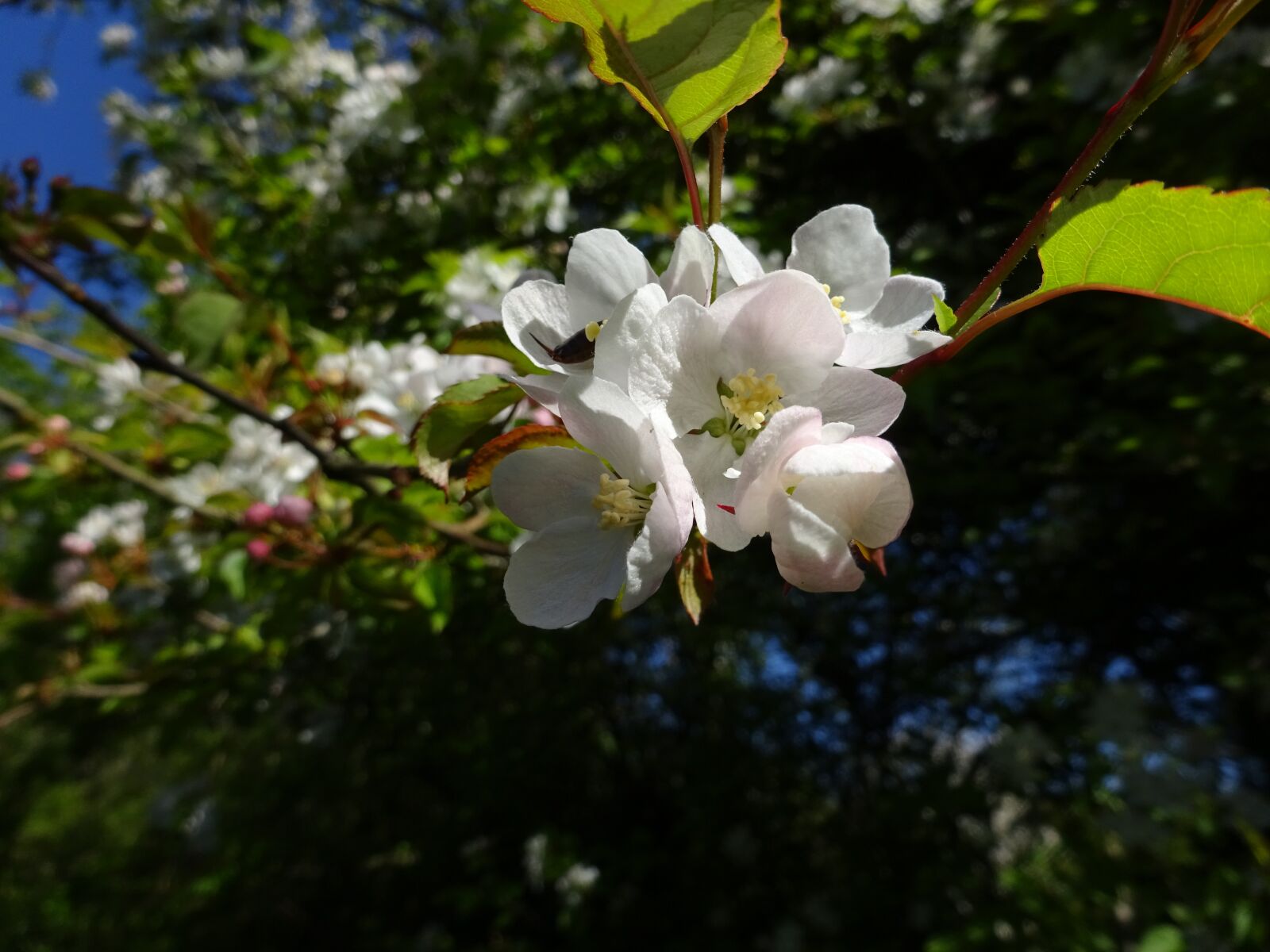 Sony Cyber-shot DSC-WX350 sample photo. Apple blossom, tree, woodland photography