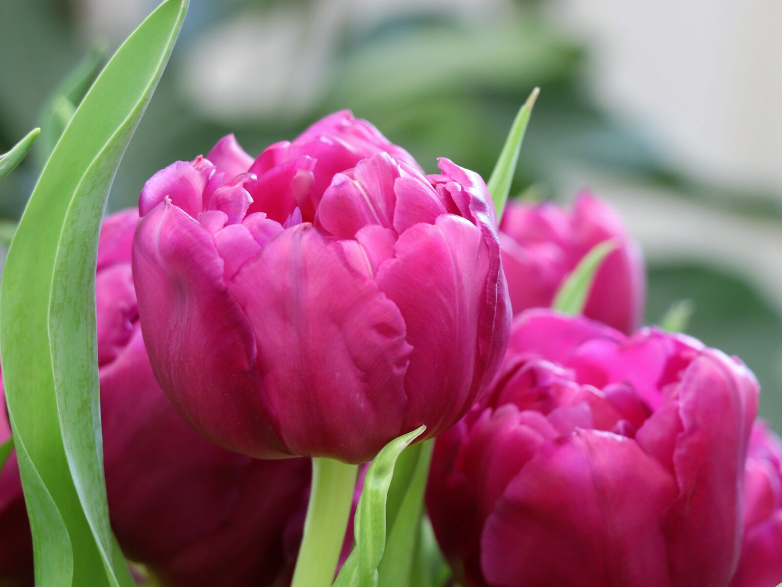 Canon EOS 77D (EOS 9000D / EOS 770D) sample photo. Tulips, spring, bouquet photography