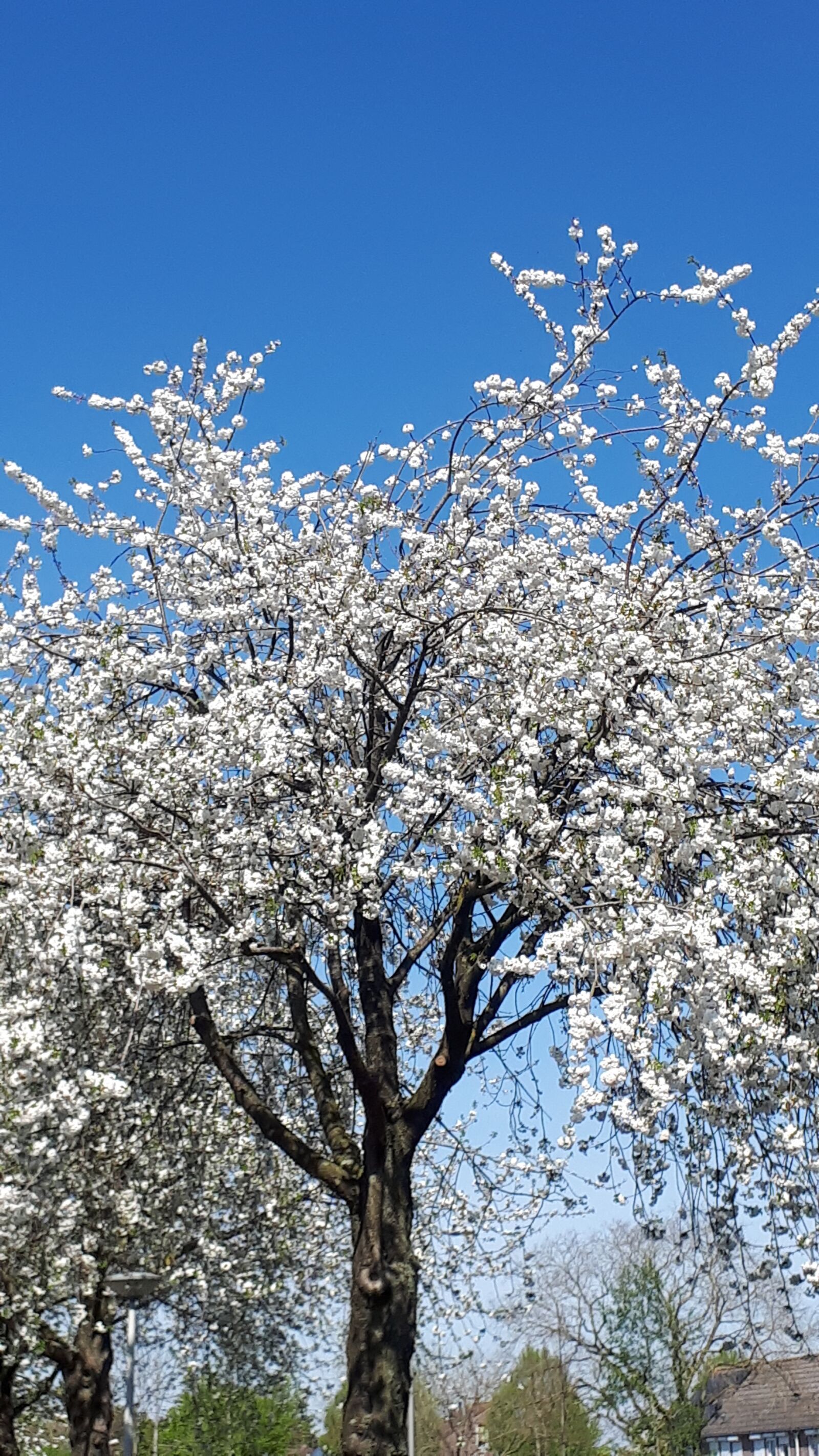 Samsung Galaxy A5(2017) sample photo. Spring, blossom, nature beautiful photography