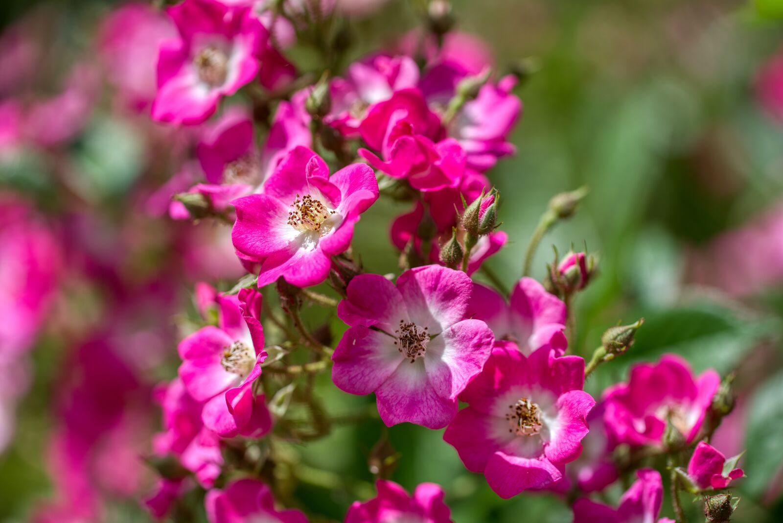 Nikon D750 sample photo. Roses, unfilled roses, bees photography
