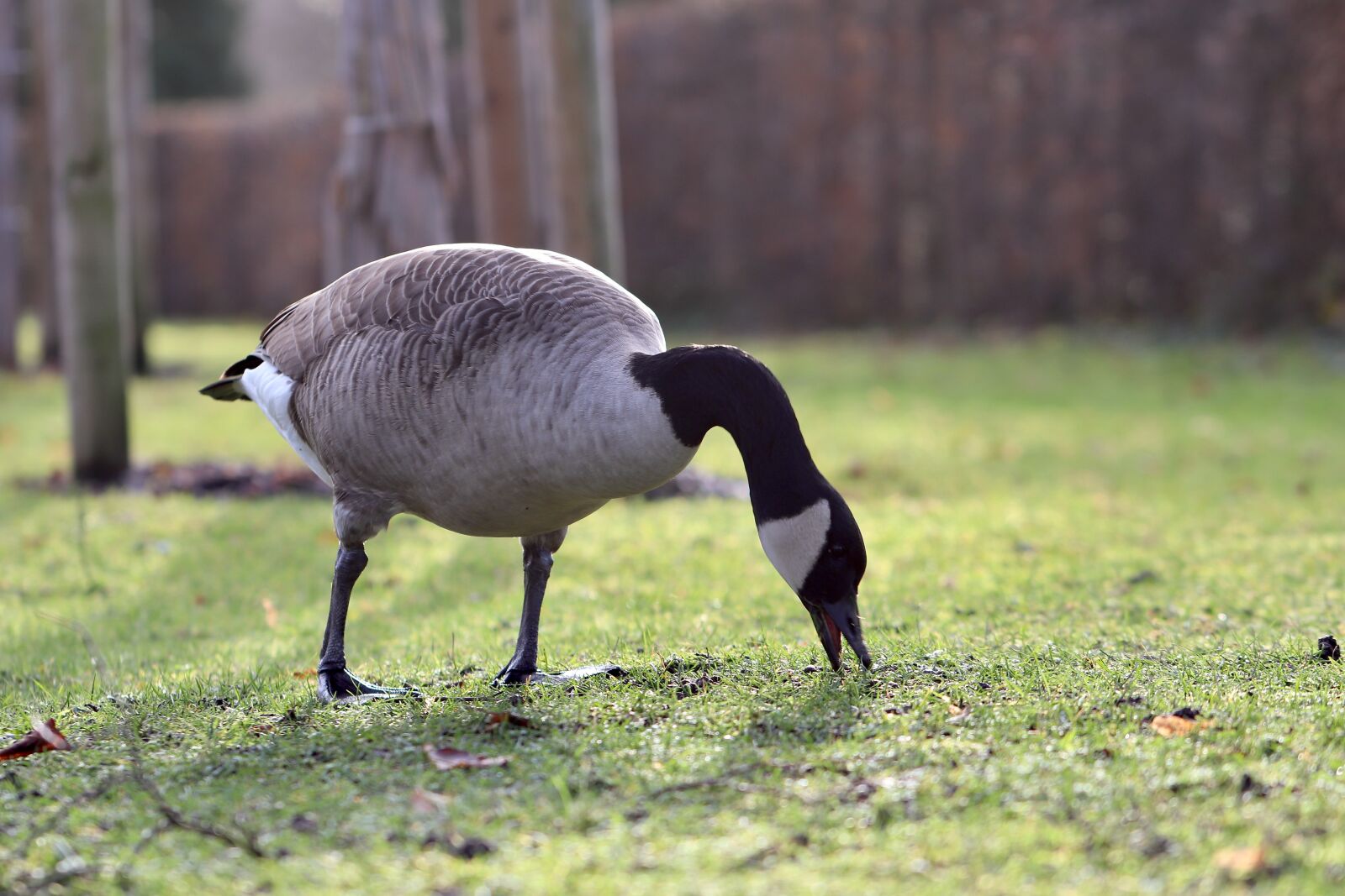 Canon EOS 800D (EOS Rebel T7i / EOS Kiss X9i) sample photo. Goose, canada goose, water photography
