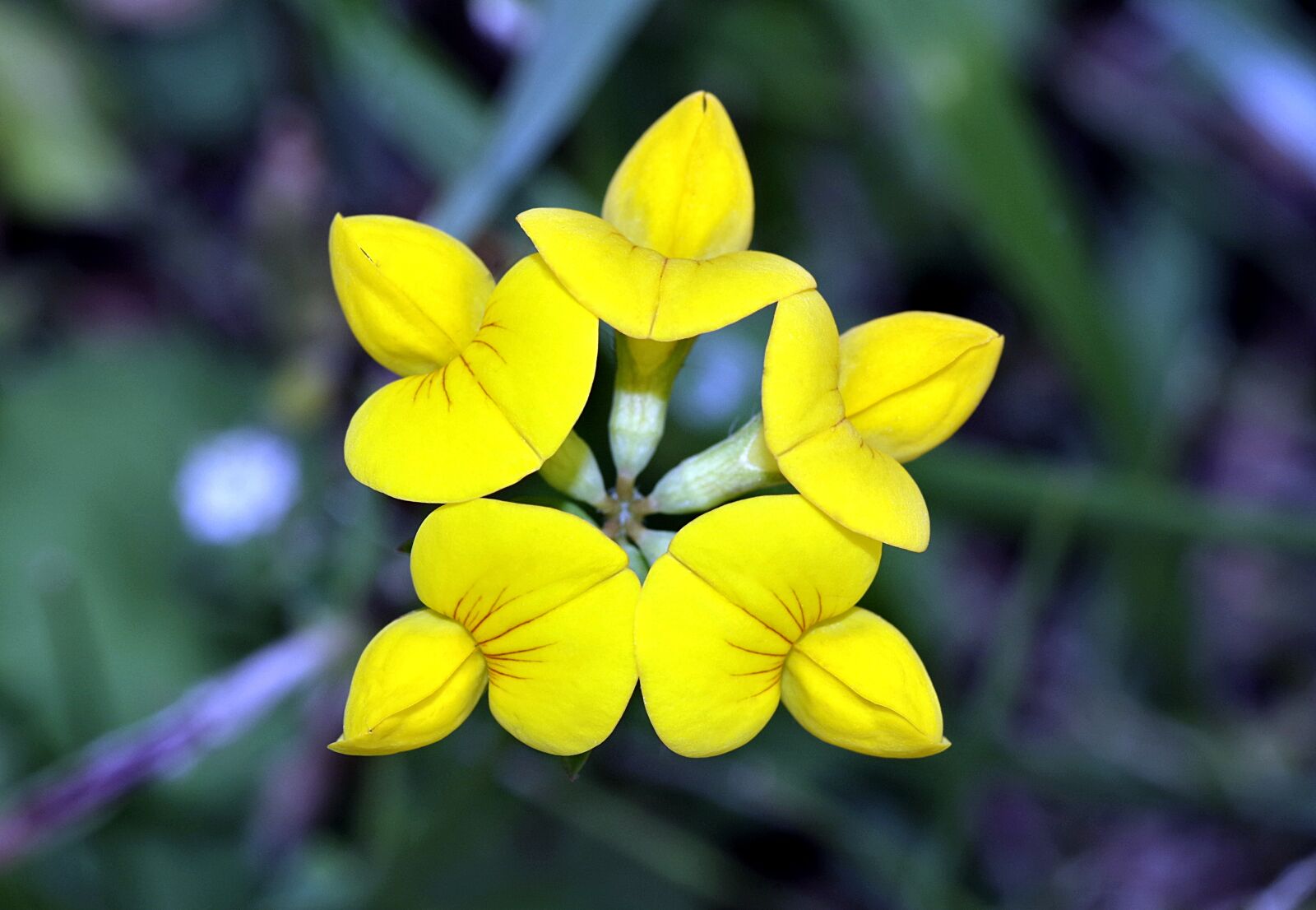 Pentax K-S2 sample photo. Flower, yellow, pięciobok photography