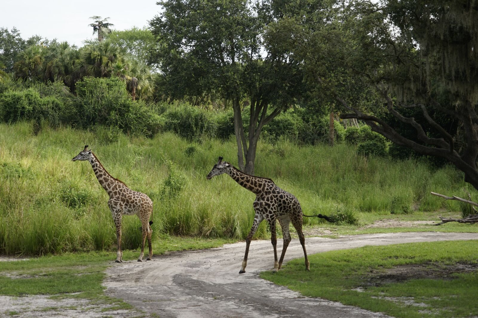 Sony a7 II + Sony FE 24-240mm F3.5-6.3 OSS sample photo. Animals, giraffe, safari photography