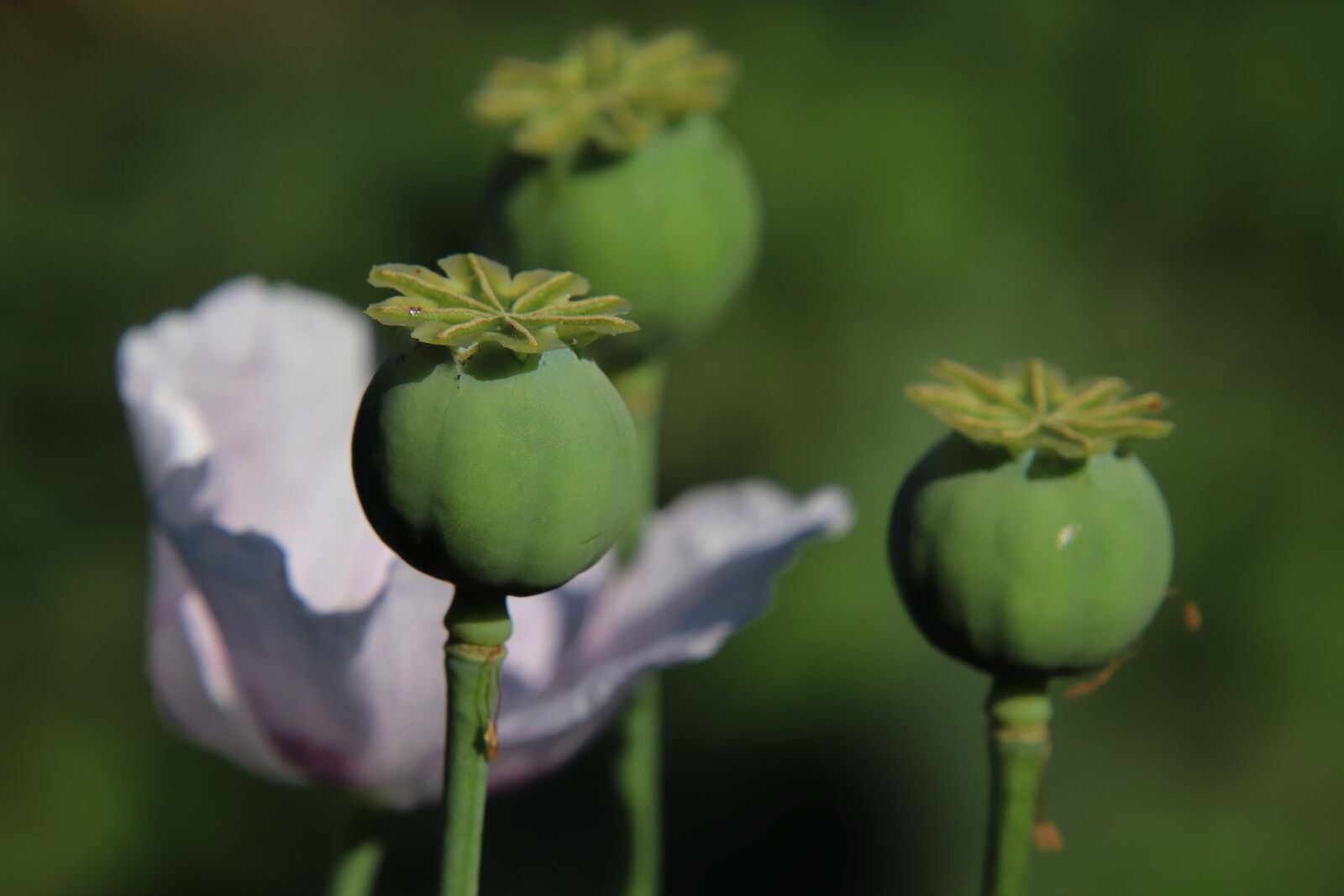 Canon EOS 800D (EOS Rebel T7i / EOS Kiss X9i) sample photo. Poppy, poppy butt, piston photography