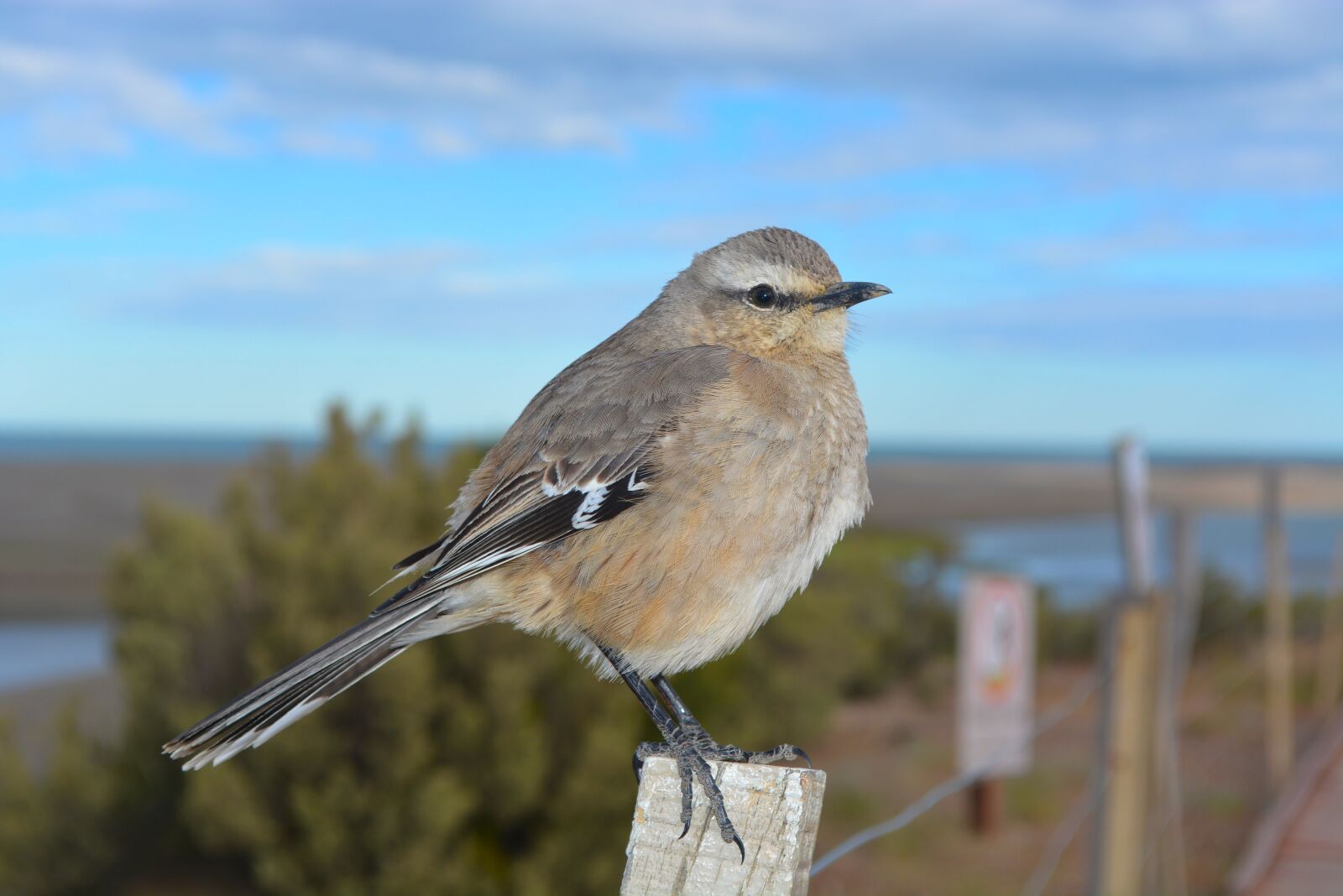 Nikon D5200 sample photo. South american sparrow, wildlife photography