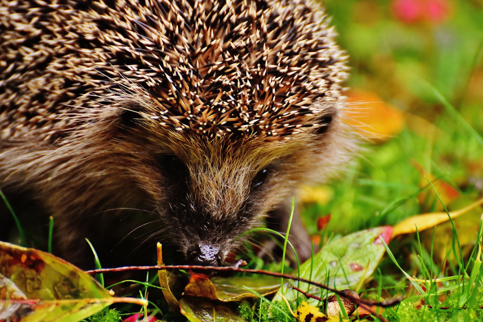 Nikon D7200 sample photo. Hedgehog child, young hedgehog photography