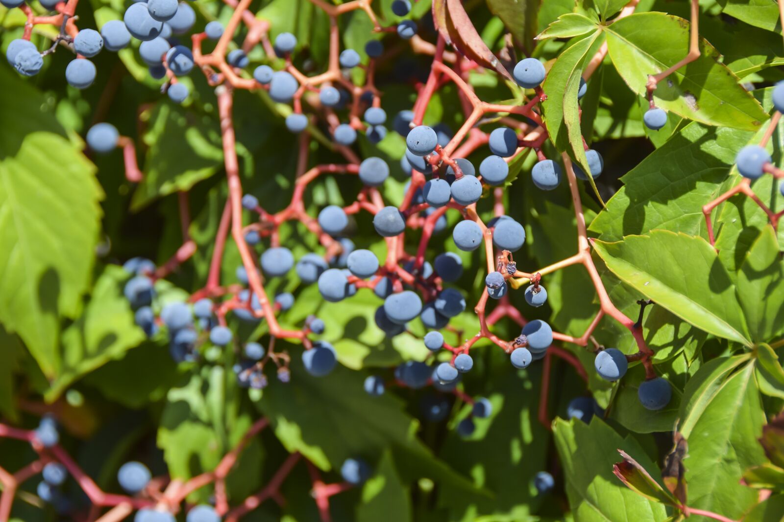 Nikon D5300 sample photo. Vineyard, vine, grape photography