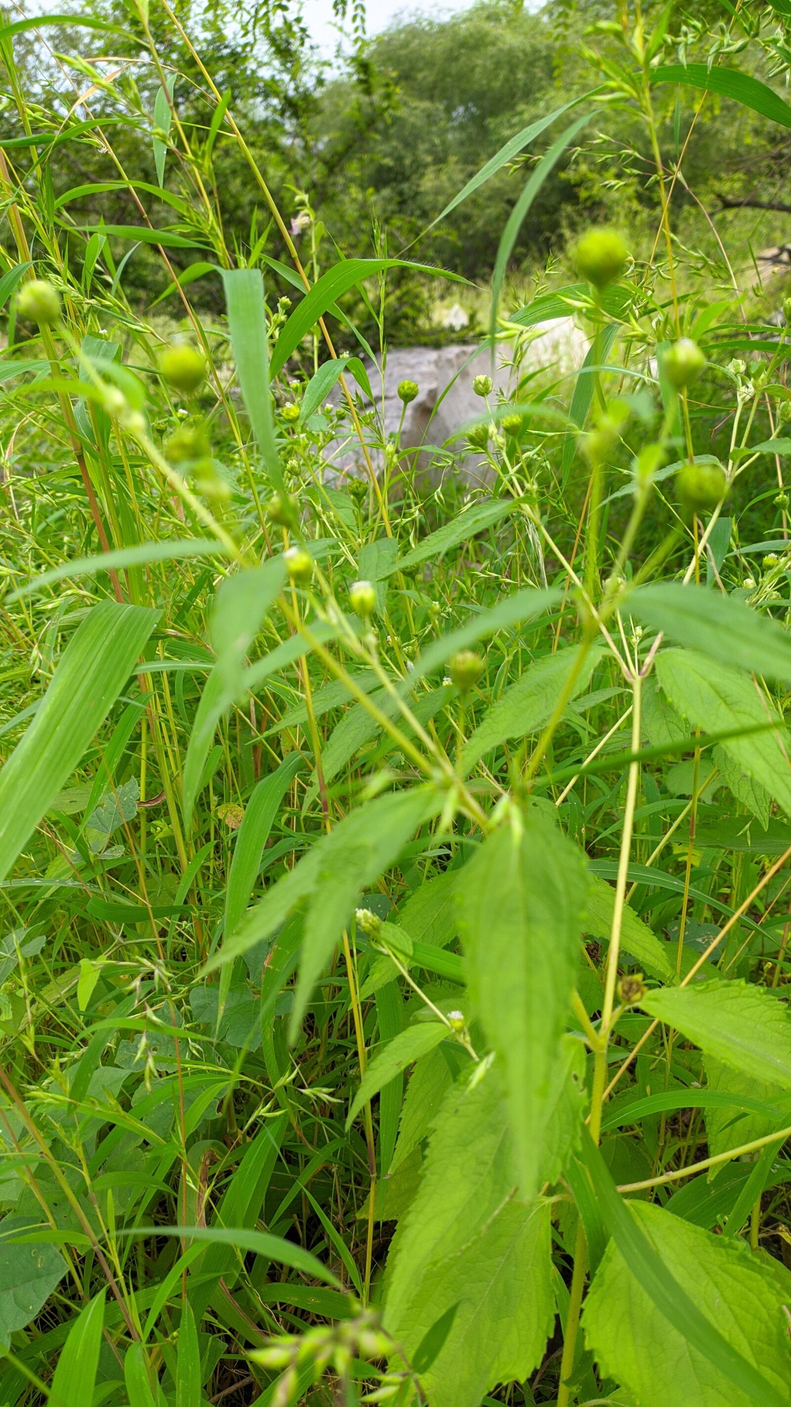 Xiaomi Redmi Note 8 sample photo. Green, plant, wildlife photography