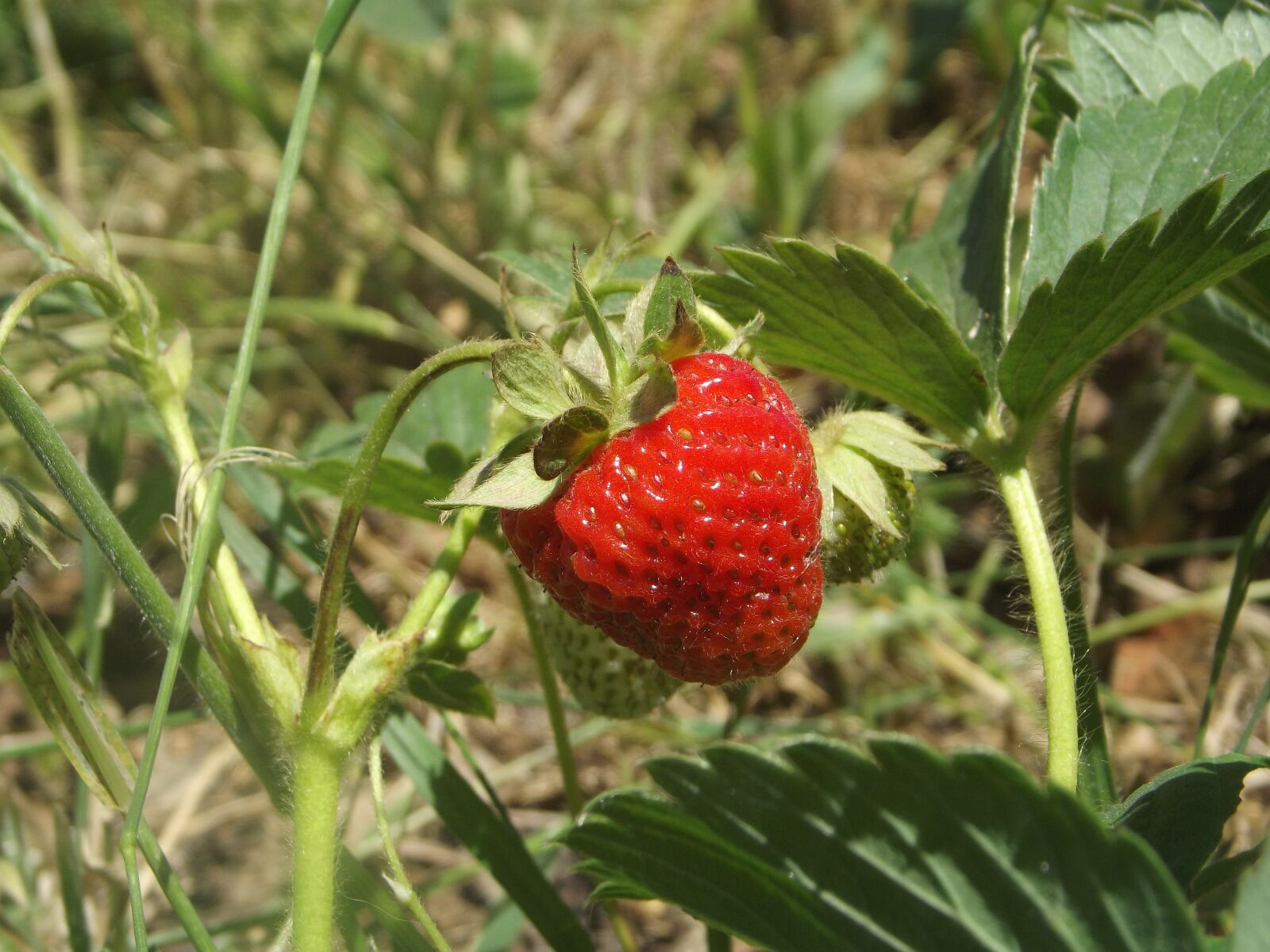 FujiFilm FinePix S2950 (FinePix S2990) sample photo. Strawberry, fruit, food photography