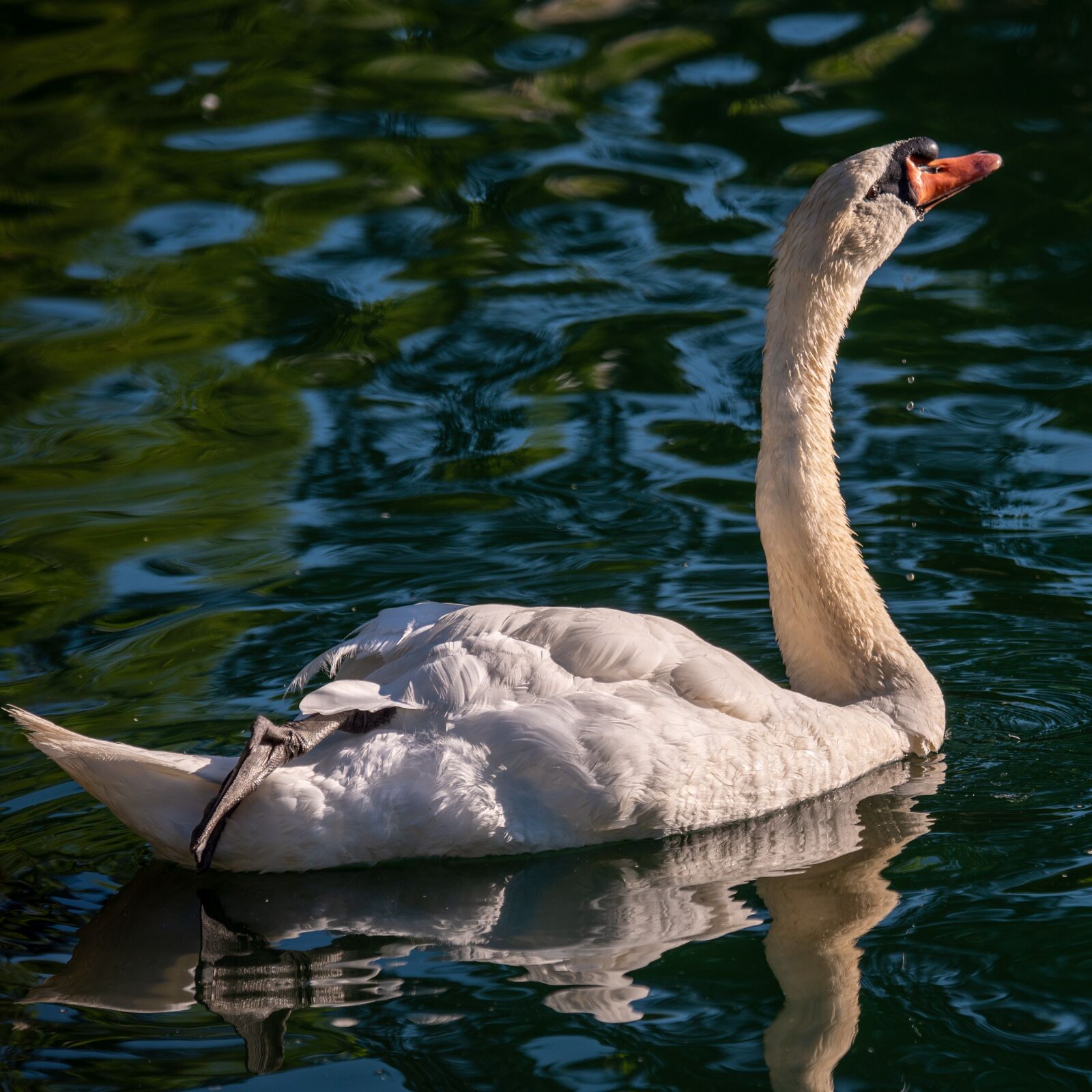 Nikon D750 sample photo. Swan, mute swan, white photography