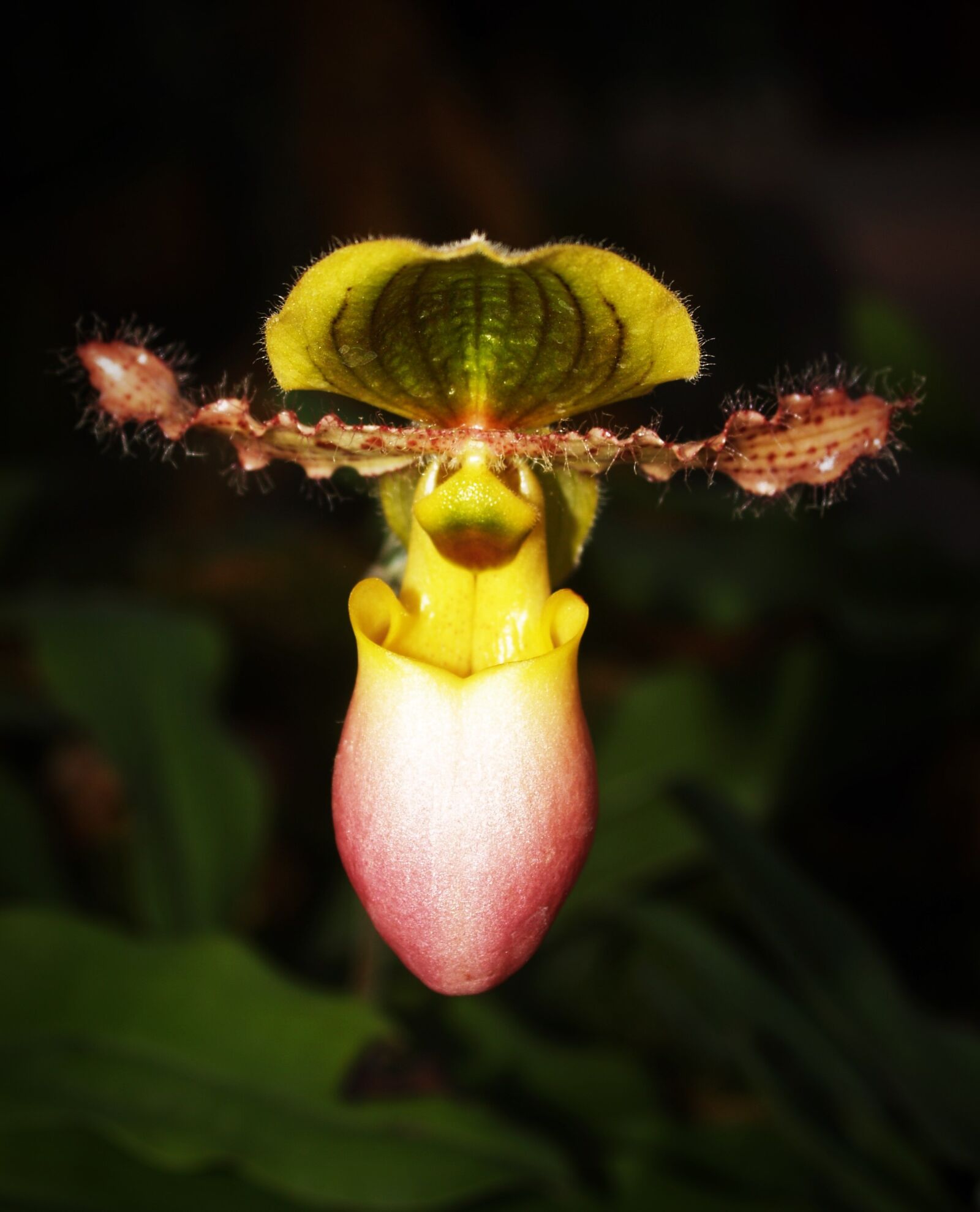 Olympus E-300 (EVOLT E-300) sample photo. Flower, orchid, tropical photography