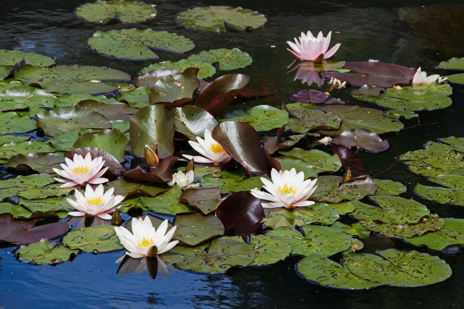 Canon EOS 80D sample photo. Water lilies, pond, nature photography