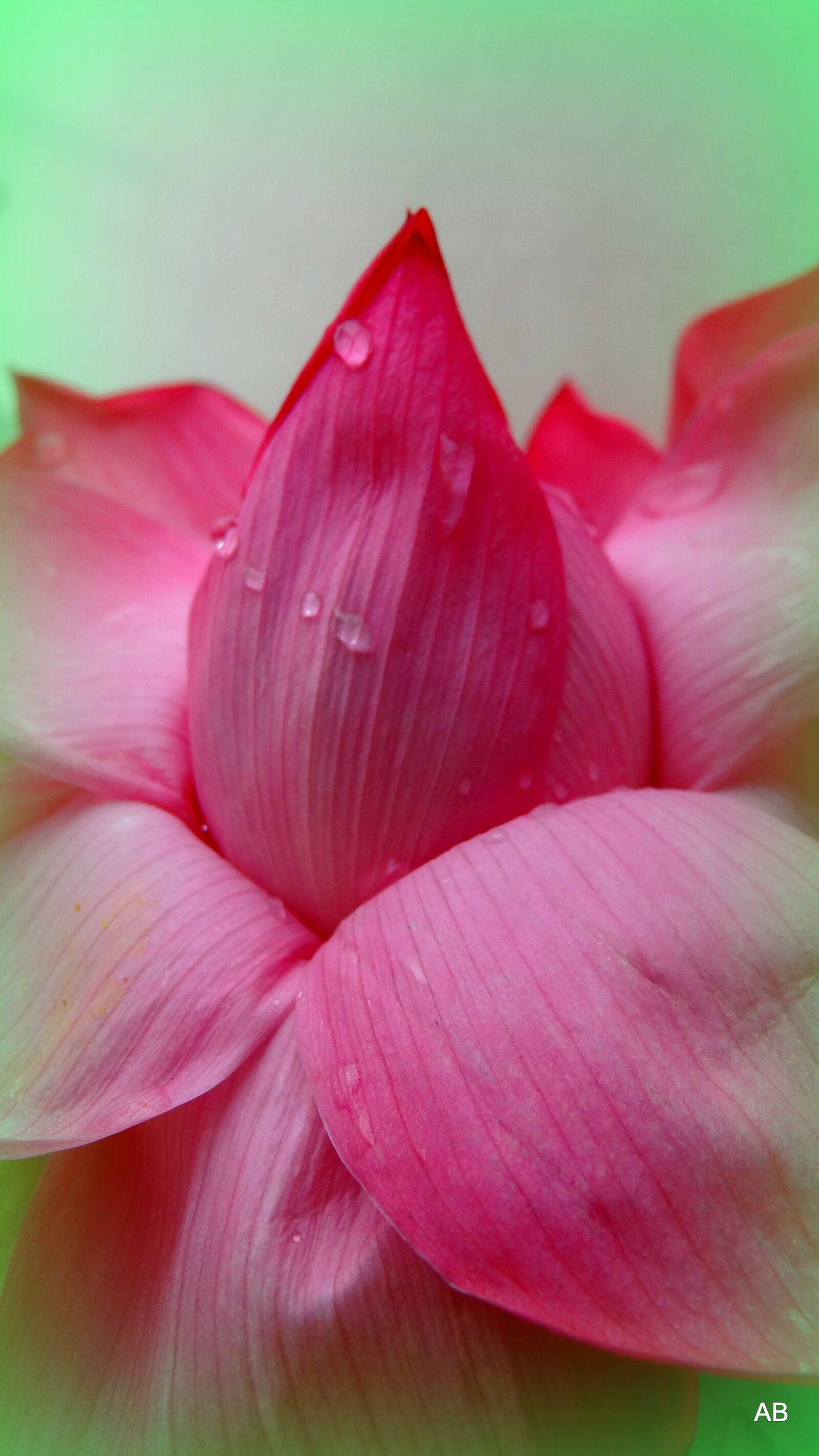Sony Cyber-shot DSC-HX9V sample photo. Close, up, of, pink photography