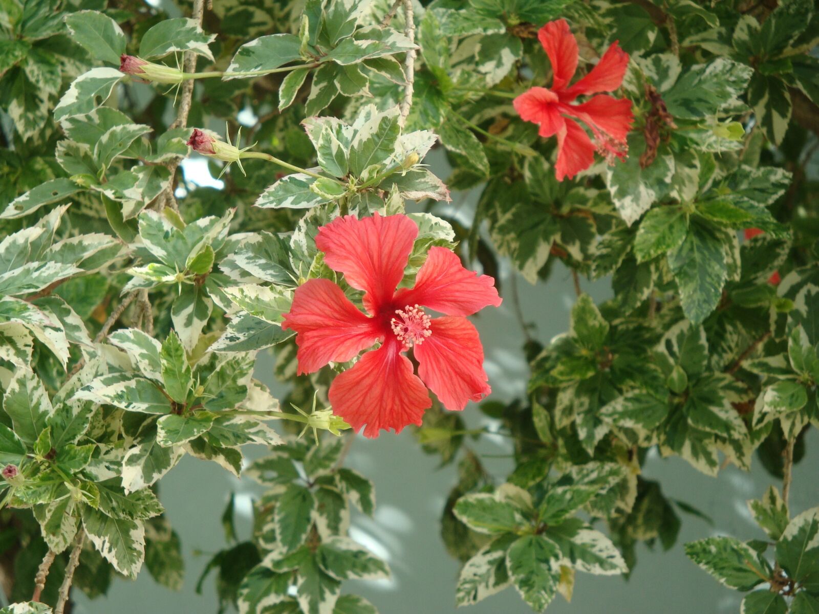 Sony Cyber-shot DSC-W150 sample photo. Red, flowers, colors photography