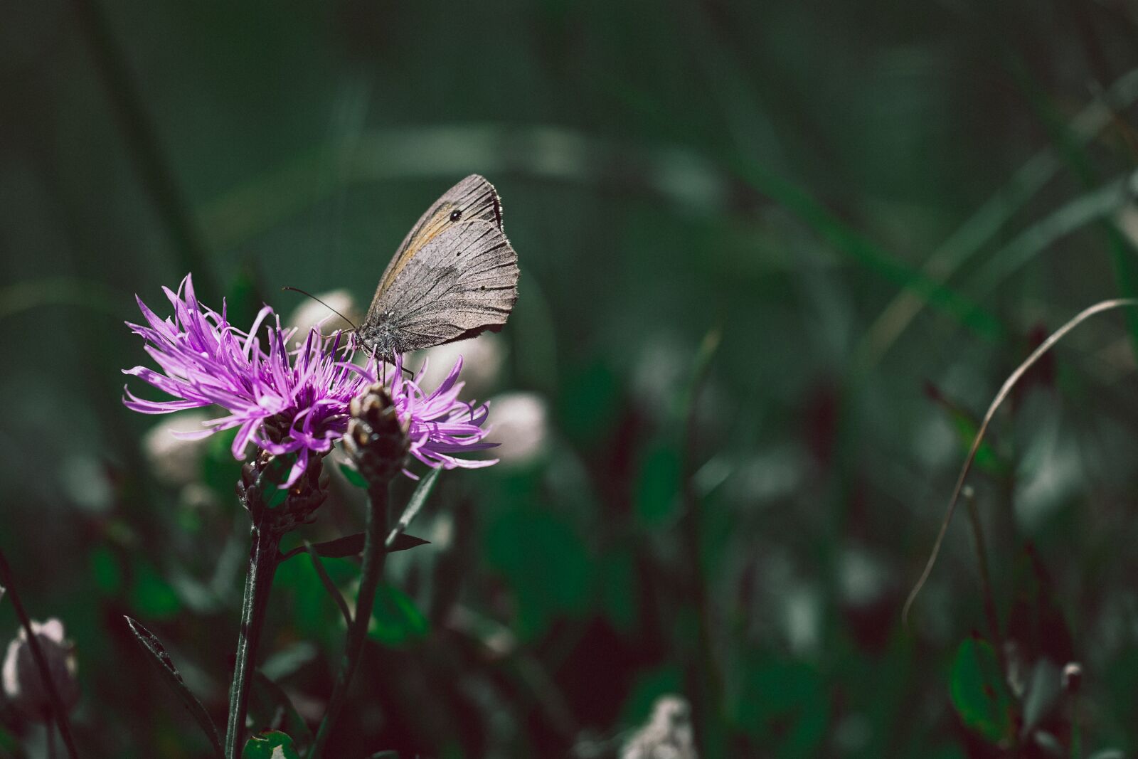 Nikon D7100 sample photo. Wigs knapweed, butterfly, meadow photography