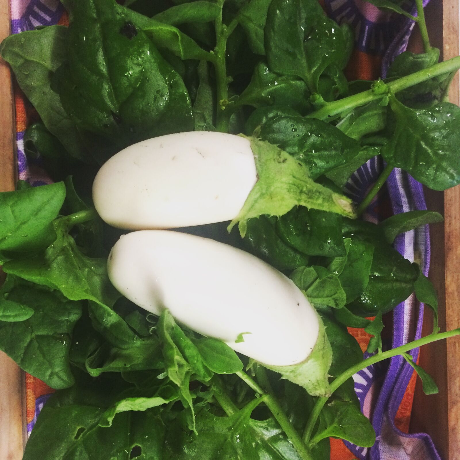 iPhone 5s back camera 4.15mm f/2.2 sample photo. Eggplant, homegrown, nature, gardener photography