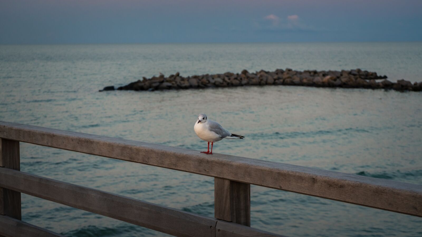 Sony a7 II + Sony FE 28-70mm F3.5-5.6 OSS sample photo. Water, sea, bird photography