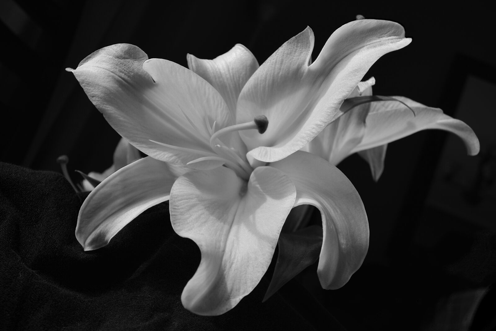 Nikon D5200 sample photo. Flower, lily, oriental lily photography