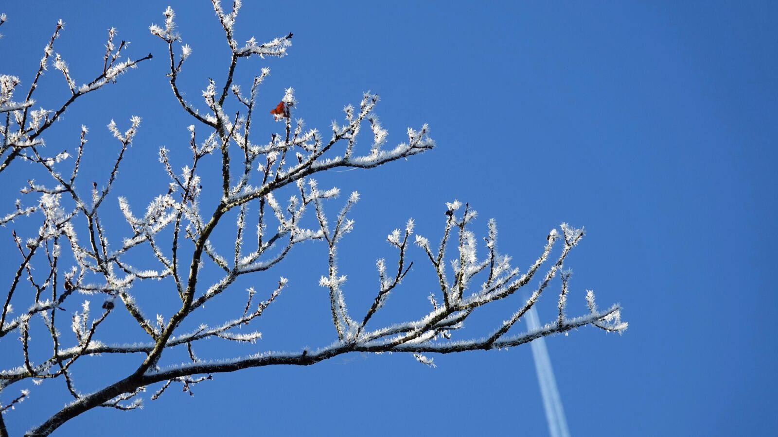 Sony Cyber-shot DSC-RX10 III sample photo. Winter, ripe, ice photography