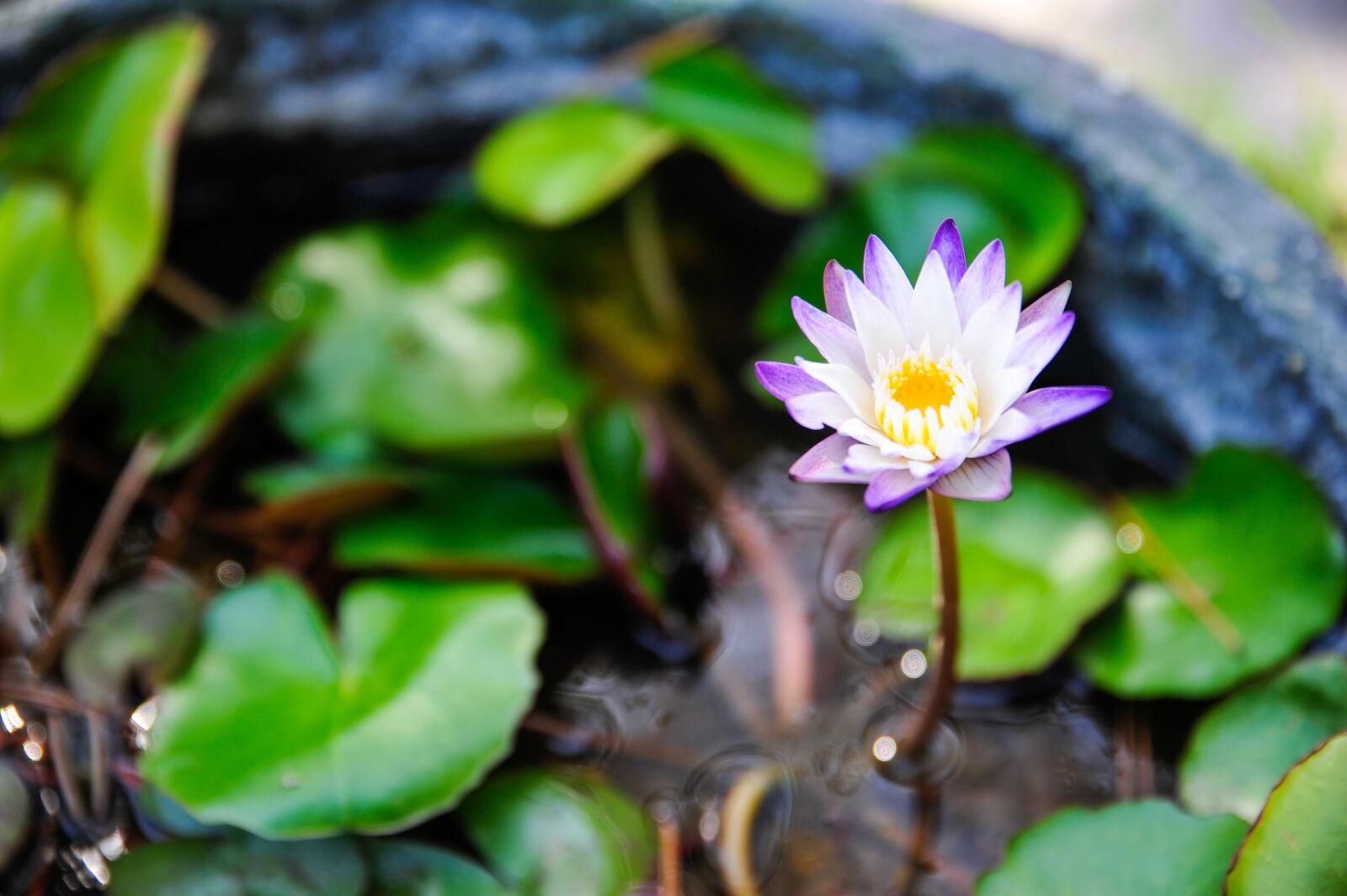 Nikon D700 sample photo. Leaf, plants, nature photography