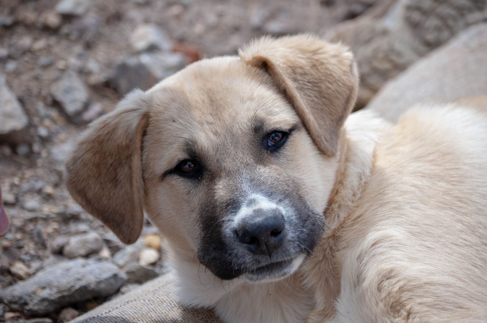 Nikon D40 sample photo. Dog, ear, puppies photography