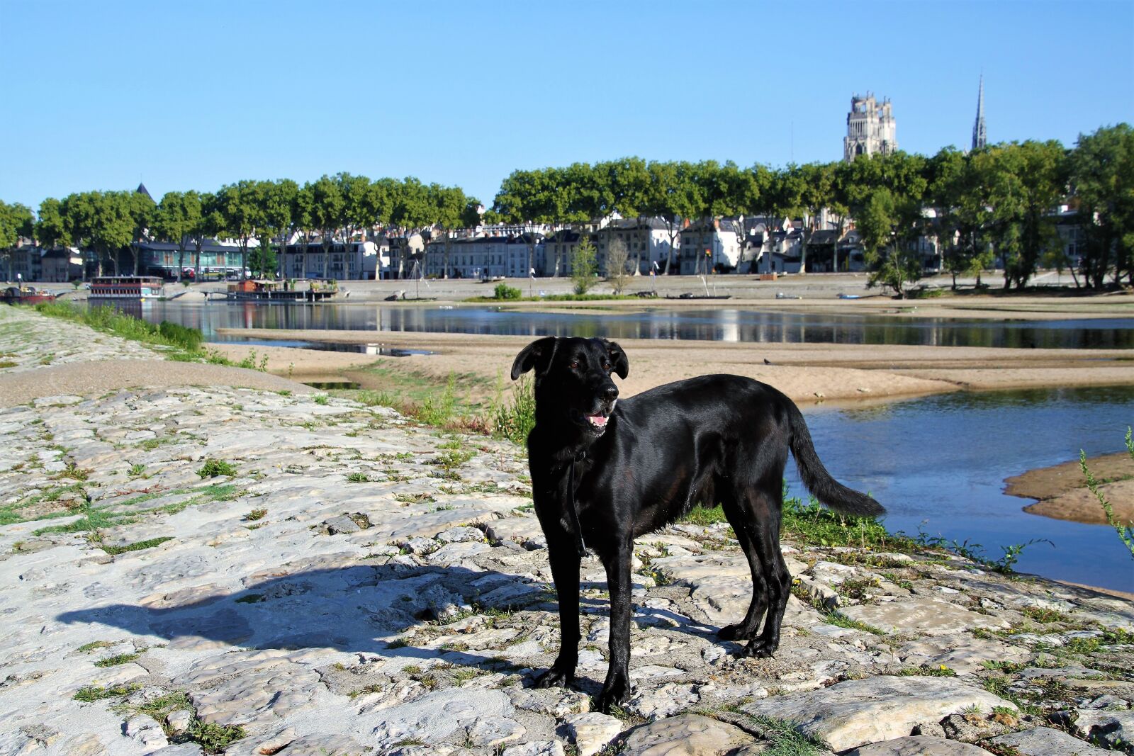 Canon EOS 7D sample photo. Dog, portrait, animals photography