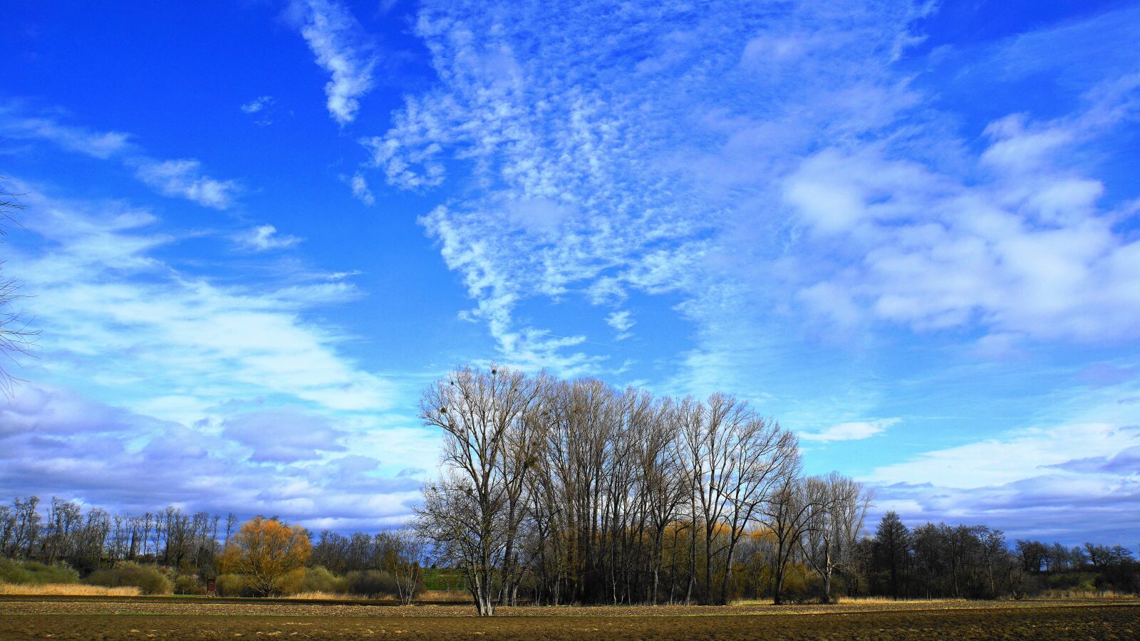 Sony E 18-200mm F3.5-6.3 OSS LE sample photo. Landscape, trees, grove of photography