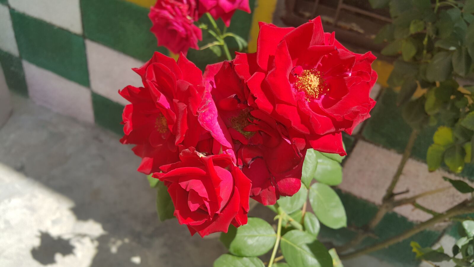 Samsung Galaxy Note4 sample photo. Roses, redroses photography