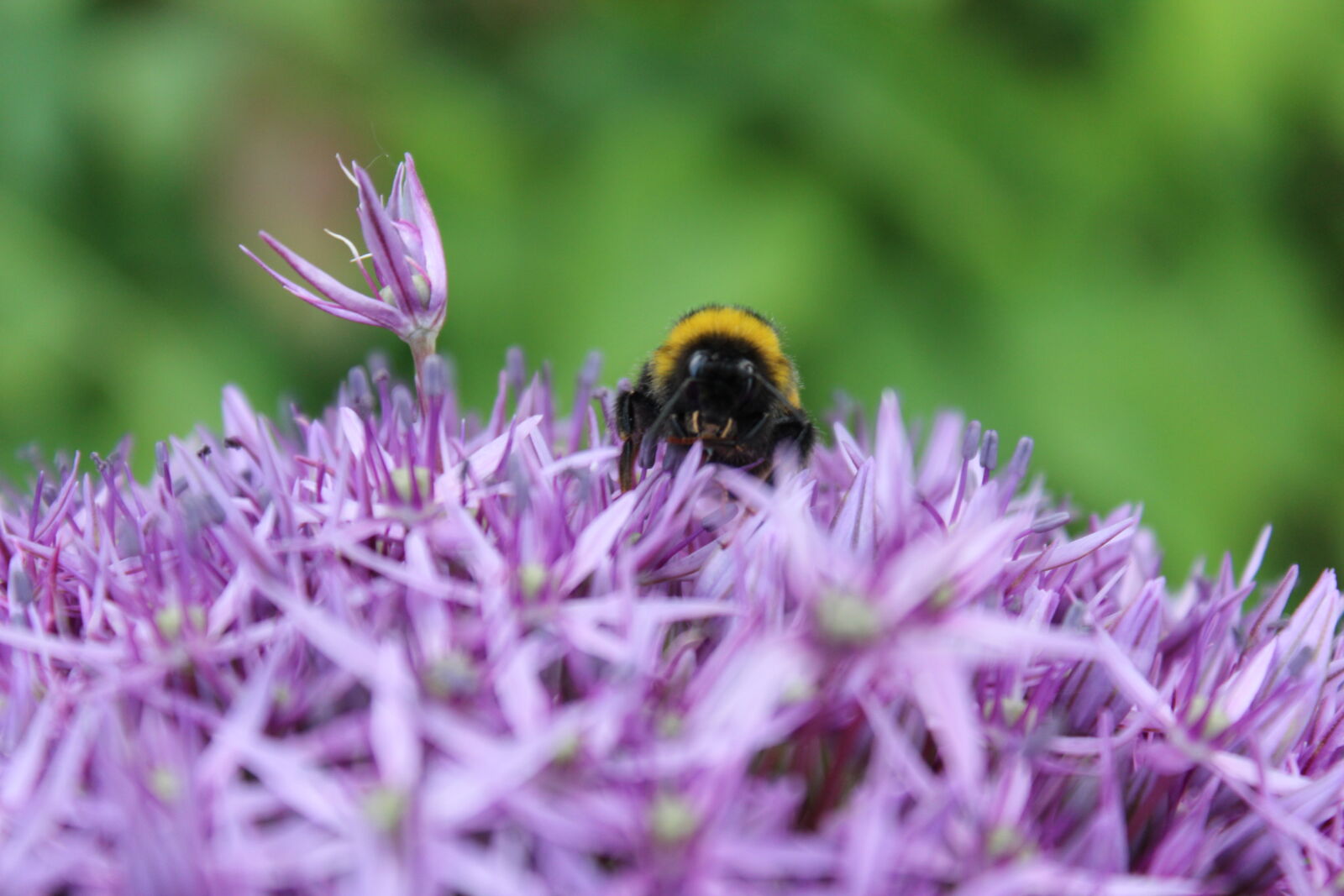 Canon EOS 600D (Rebel EOS T3i / EOS Kiss X5) sample photo. Bee, flower, nature, purple photography