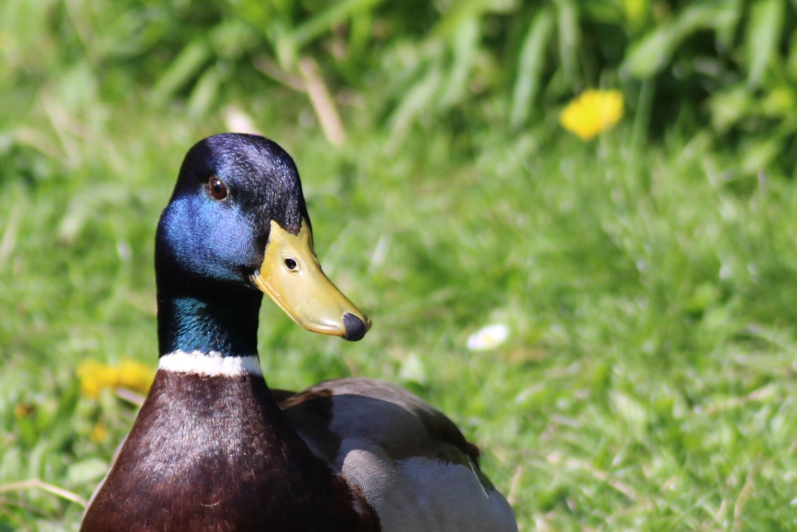 Canon EOS 600D (Rebel EOS T3i / EOS Kiss X5) sample photo. Drake, duck, mallard photography